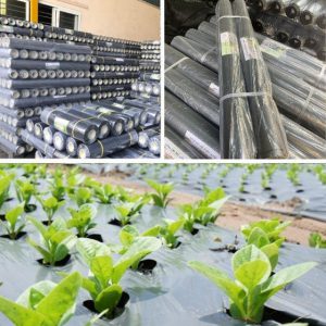 Màng Phủ Nông Nghiệp